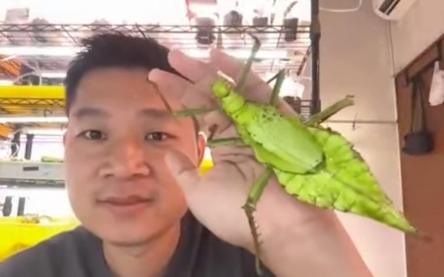 insect